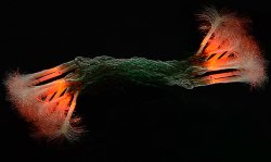 Гирлянда внутренняя светодиодная Delux Fiber C 30LED 7.3м (крас/проз) IP20