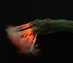 Гирлянда внутренняя светодиодная Delux Fiber 30LED (крас/проз) IP20